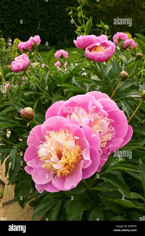 Pink Peony Paeonia Bowl Of Beauty In A Wiltshire Garden Uk Stock Photo