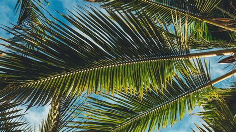 Download Wallpaper 1366x768 Palms Leaves Branches Tropics Summer Tablet Laptop Hd Background