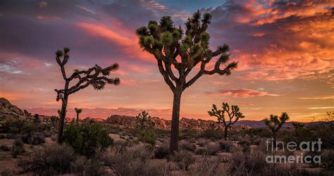 Joshua Tree Desert Landscape At Sunset Photograph By Schroptschop