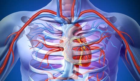 Our heart is a muscular organ that take the deoxygenated blood through our veins and transfers it to our lungs for oxygenation. Veins, Arteries and Capillaries - Fun Kids - the UK's ...