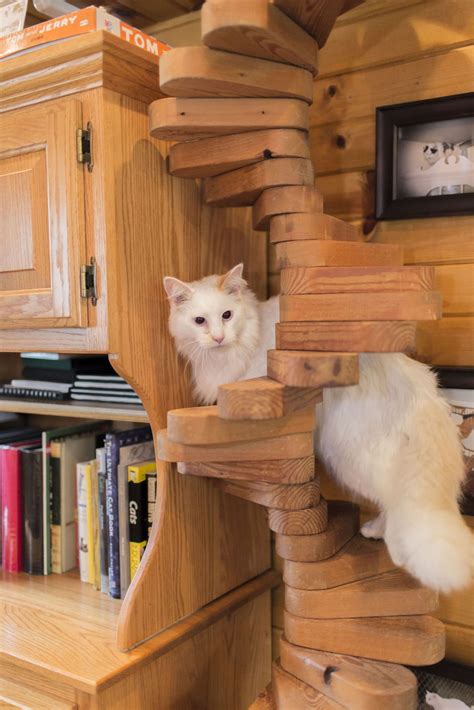 Tips To Make Your Home Cat Friendly Lifestyles