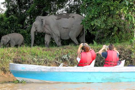 4 Best Places To See Pygmy Elephants In Borneo