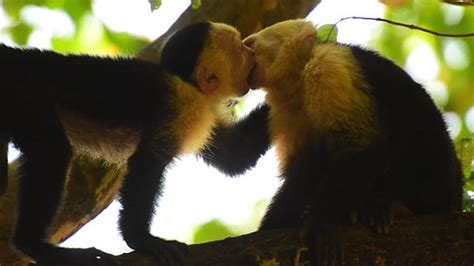 Monkey Kiss Stock Photos Pictures And Royalty Free Images Istock
