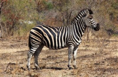 It is seen that in a zoo zebras can live to a maximum 40 years while this life period decreases to 20 or 30 years if they live. Where Do Zebras Live | Zebras Habitat