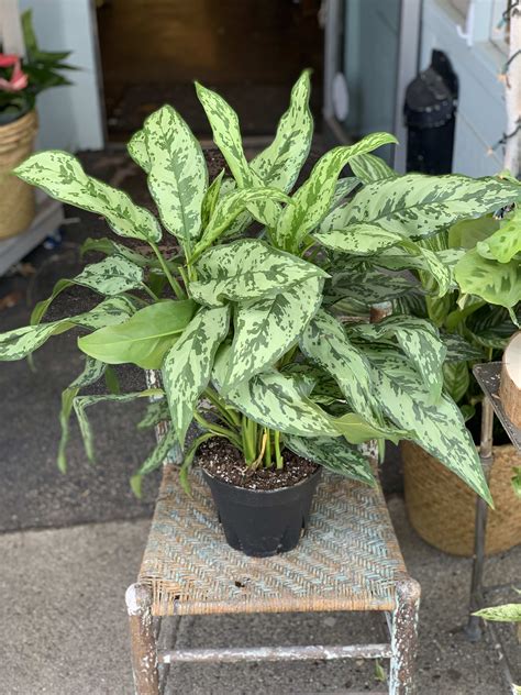Chinese Evergreen In Wakefield Ma The Sweetbay Shop