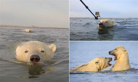 Photographer David Swindler Captures Polar Bears Chasing His Boat In