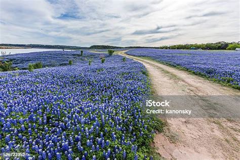 Texas Wild Bluebonnet Filed In Muleshoe Bend Near Austin Tx Stock Photo