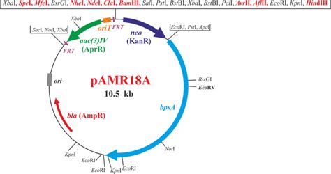 Restriction Map Of The Plasmid PAMR18A This Plasmid Contains The Promoterless BpsA Gene 