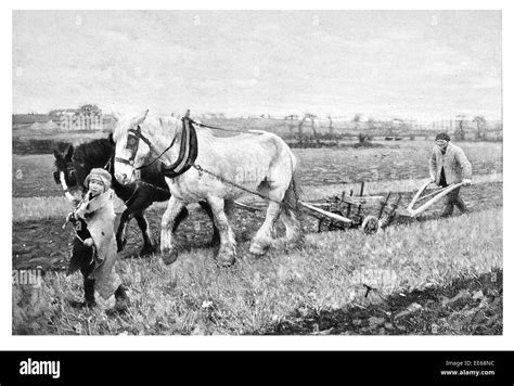 Ploughing Sir George Clause Shire Horse Pulling Plough Field Crop