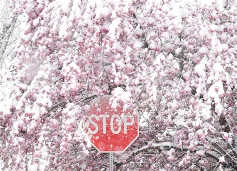 Photos Spring Snow Storm In Colorado Blankets Blossoms The Denver Post