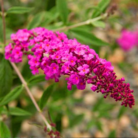 Buddleia Petite Dark Pink Butterfly Bush Gardenersdream