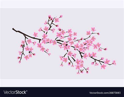 Cherry Blossom Sakura Tree Branch With Realistic Vector Image