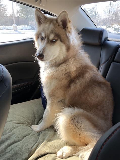 Just Adopted A Dog Was Told Hes A Malamute Mix But Im Not Sure I