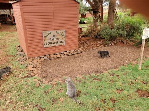 Lanai Cat Sanctuary Lanai City 2020 All You Need To Know Before You
