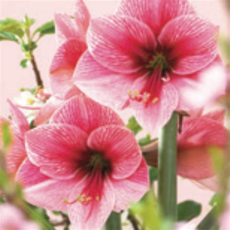 Amaryllis Purple Rain Davenport Garden Centre