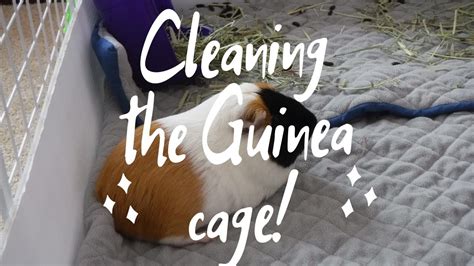 Cleaning The Guinea Pigs Cage Youtube