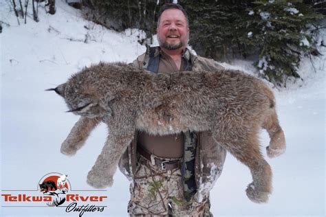British Columbia Lynx Hunts Telkwa River Outfitters