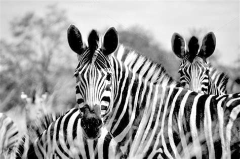 Zebras Zebras Creative Market Zebra