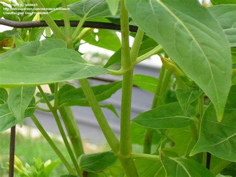 Fungal leaf spots, sooty mold, botrytis and basal stem rot are common diseases associated with these tropical. PlantFiles Pictures: Mirabilis, Four o'Clocks, Marvel of ...