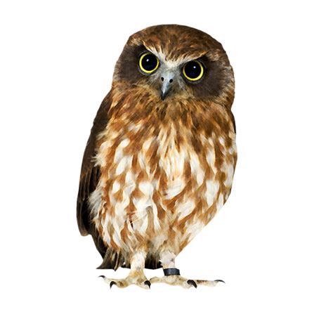 Owl Png