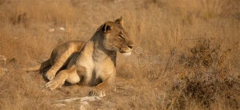 Lioness Seen Of Side Stock Image Image Of Adventure 21467529