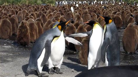 King Penguins Fighting Imagine Is People Fought Like This King