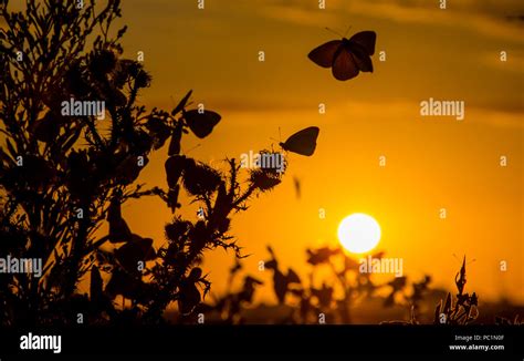 Butterflies Flying At Sunset Stock Photo Alamy