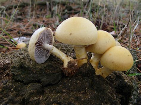 Строфария корончатая Stropharia Coronilla фотографии видео и истории