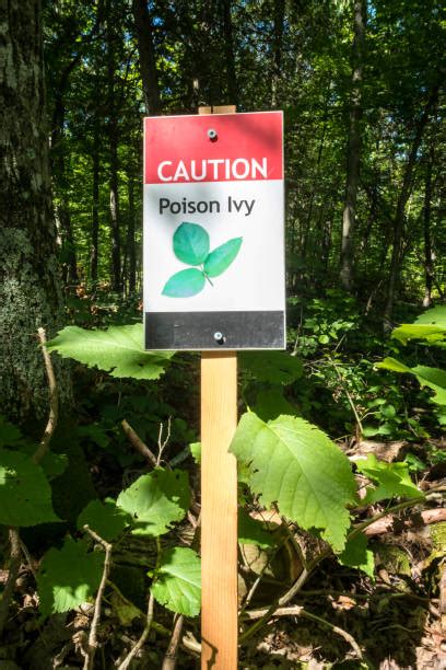 90 Poison Ivy Hiking Stock Photos Pictures And Royalty Free Images Istock