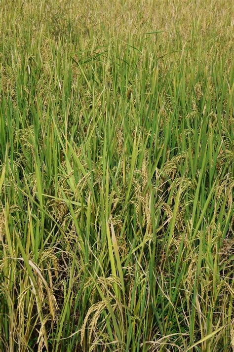 Rice Plants At Paddy Fields Close Up Stock Image Image Of Garden
