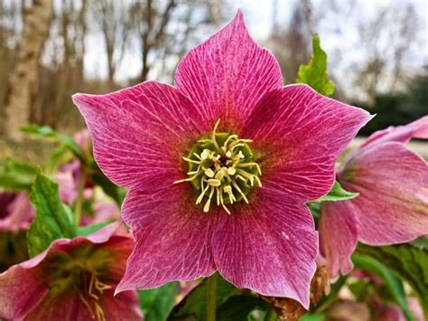 Top 60 Early To Late Spring Flowers To Plant For With Pictures Florgeous