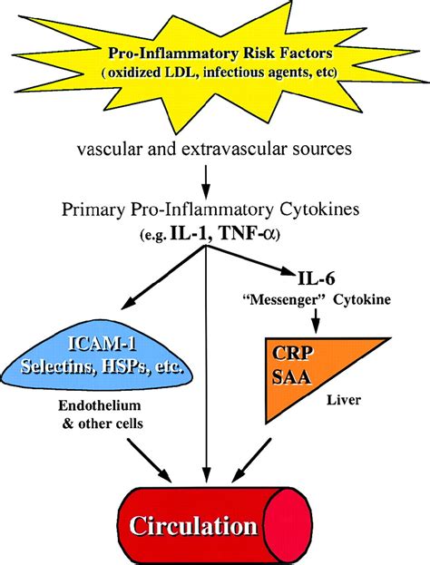 Novel Inflammatory Markers Of Coronary Risk Circulation