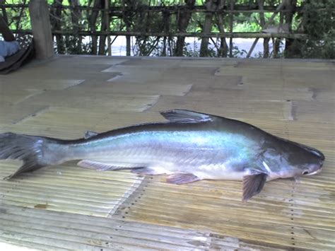 Jenis ikan yang satu ini memiliki bentuk yang panjang dan berbeda dengan jenis ikan yang lainnya. Sang Aruna: Ikan Sungai Kalimantan