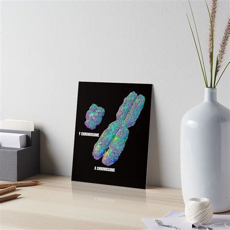 Xy Chromosome Sex Determination System Y Chromosome Png Art Board Print For Sale By
