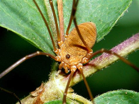 Harvestmen are eight-legged invertebrate animals | Harvestme… | Flickr