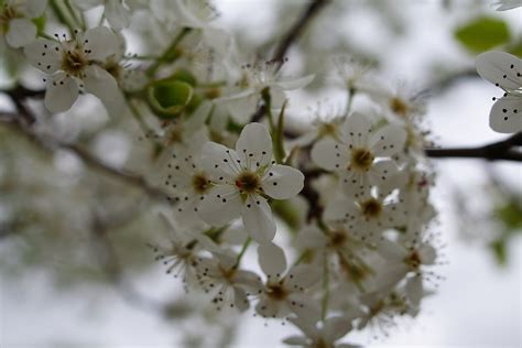 Pear Tree Blossom Spring Flowers Free Nature Pictures By