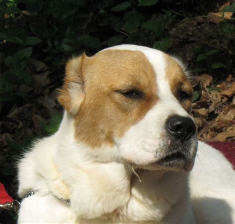 In this guide we will tell you everything about him, from his. Alabai Dog Puppy Price | Top Dog Information