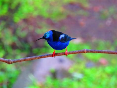 Birding In Costa Rica Bogarin Trail La Fortuna Field Guide