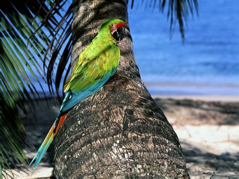 Colourful Most Beautiful Birds Desktop Widescreen Wallpapers