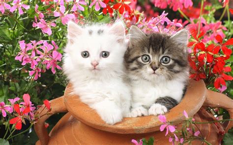 Cute Cats Wallpapers - Wallpaper Cave