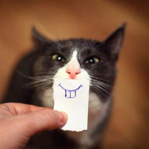 5 coisas engraçadas que os gatos fazem