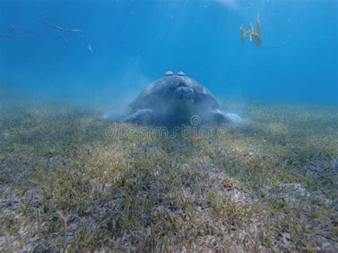 Large Green Turtle Underwater The Old Green Turtle Feeds Underwater