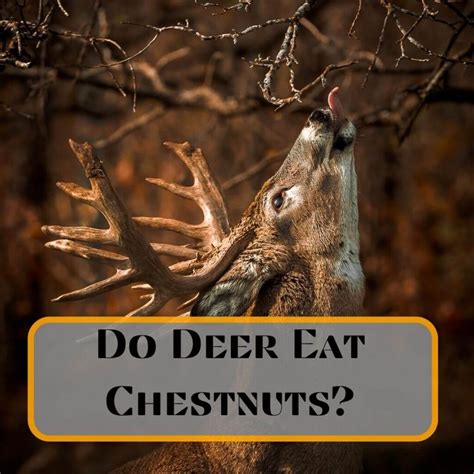 Do Whitetail Deer Eat Chestnuts Smart Bow Hunting