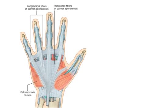 10 Anatomy Of The Palm Of The Hand