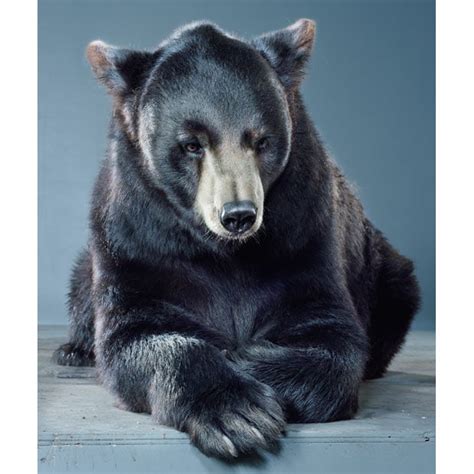 Bear Portraits By Jill Greenberg