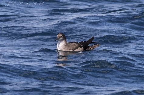 Joe Pender Wildlife Photography Great Sooty Balearic And Manx Shearwaters