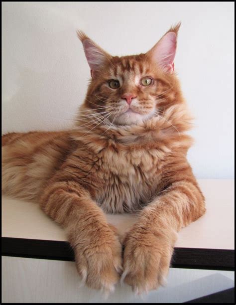 119 Best Catsfavorite Breeds Images On Pinterest Kitty