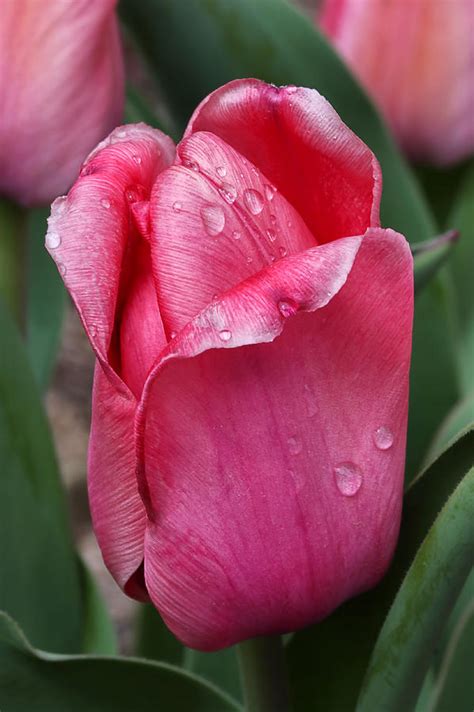 Pink Tulip In The Rain Photograph By Tracie Kaska Fine Art America