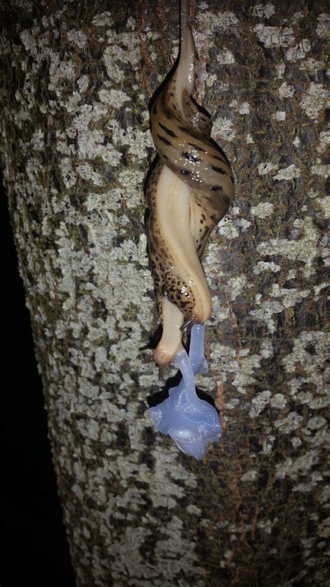 mating banana slugs in my front yard ariolimax columbianus photorator