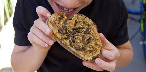 Are There Bugs In Peanut Butter Australia Dork Yummy Recipes